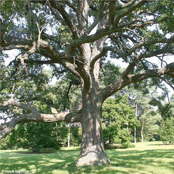 Bur Oak - Image 2