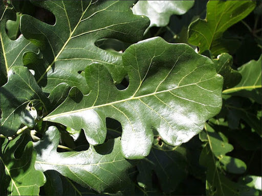 Bur Oak - Image 3