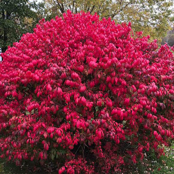 Burning Bush - Image 2