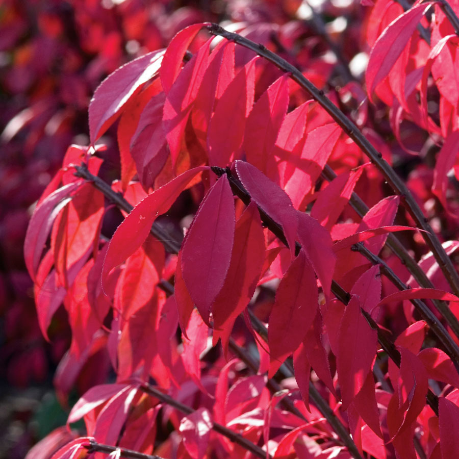 Burning Bush - Image 3