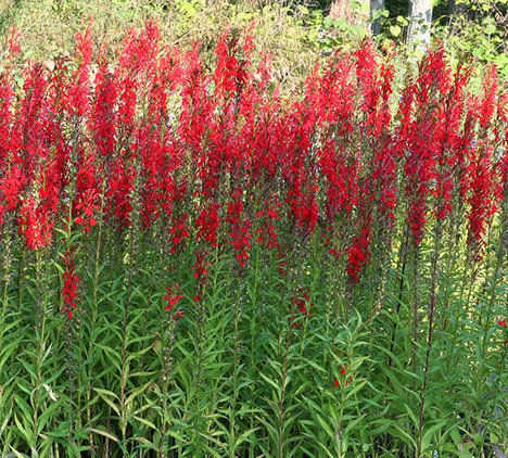 Cardinal Flower - Image 2