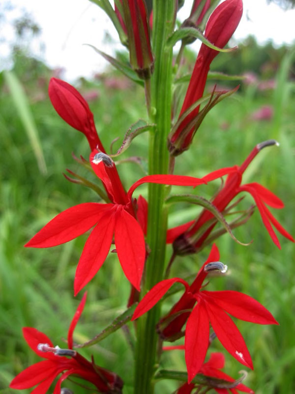 Cardinal Flower - Image 3