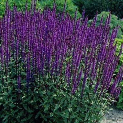 "Cardonna" Salvia - Image 2