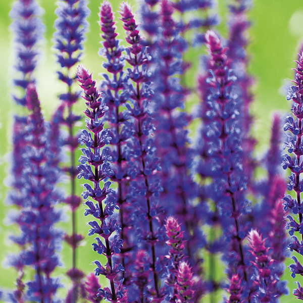 "Cardonna" Salvia - Image 3