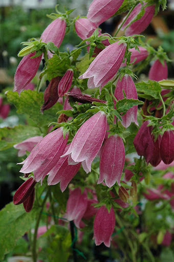 Cherry Bells Bellflower - Image 3