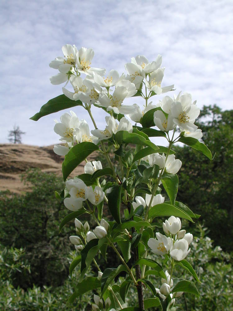 Cheyenne Mockorange - Image 3