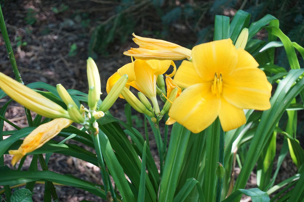 Chicago Sunrise Daylily - Image 2