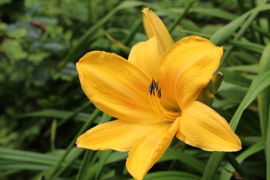 Chicago Sunrise Daylily - Image 3