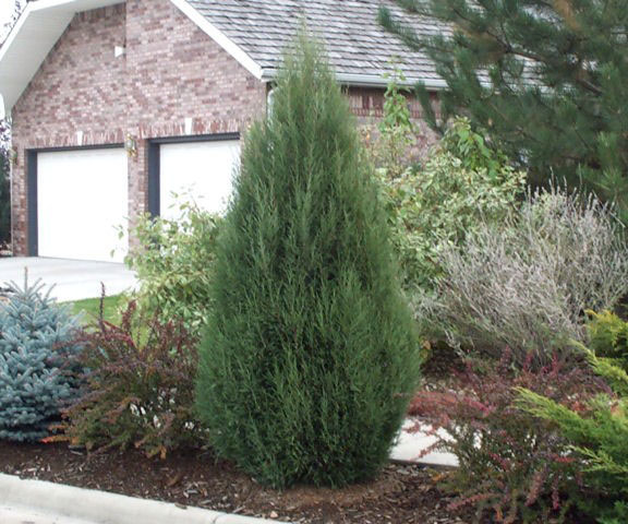 Cologreen Juniper - Image 2