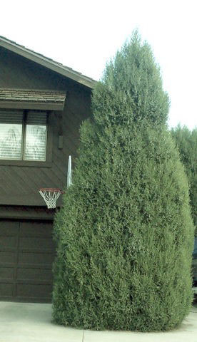 Cologreen Juniper - Image 3