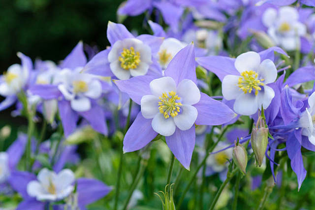 Colorado Blue Columbine - Image 2
