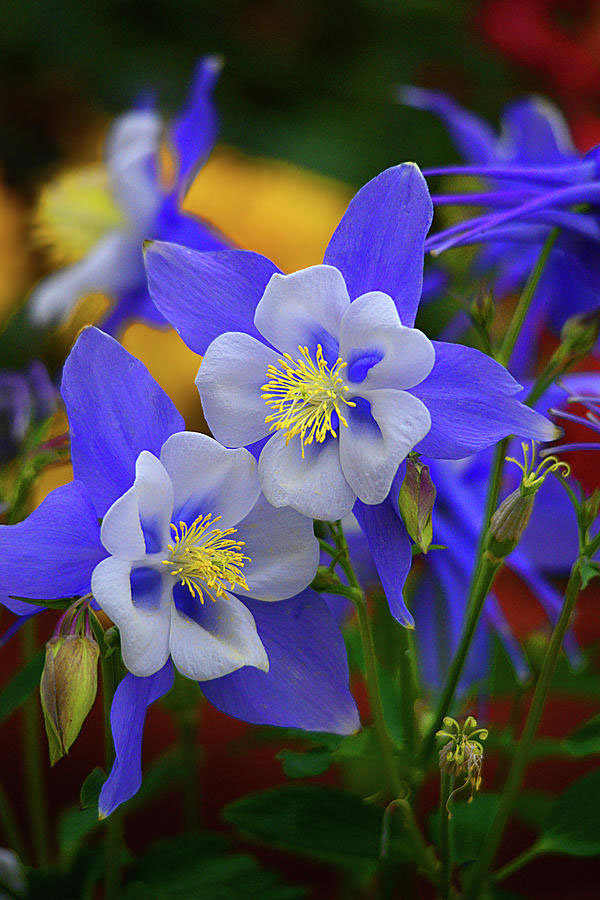 Colorado Blue Columbine - Image 3