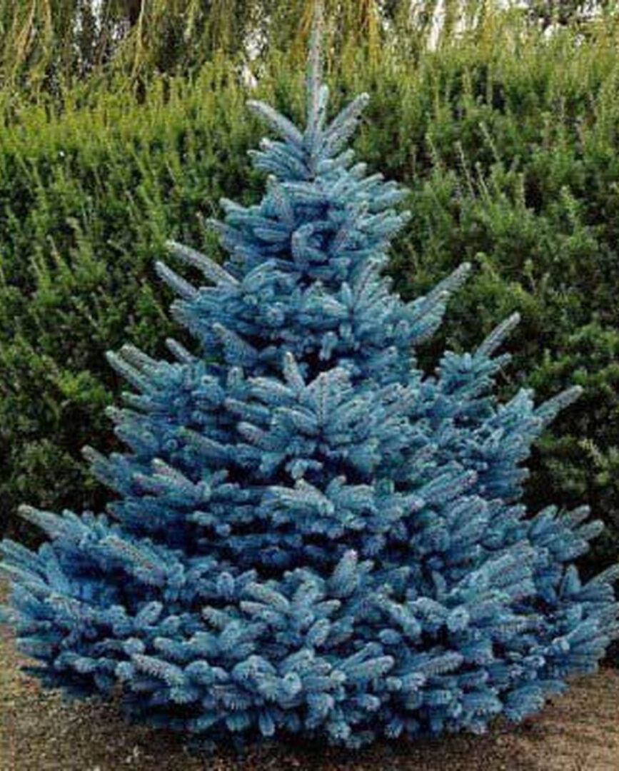 Colorado Blue Spruce - Image 2