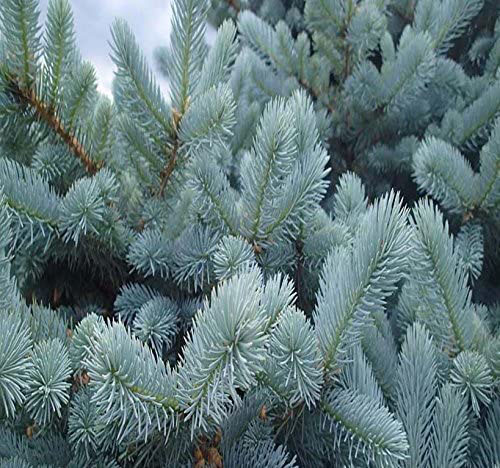 Colorado Blue Spruce - Image 3