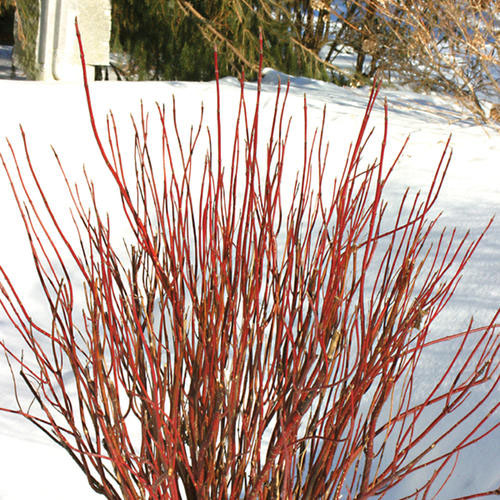 Colorado Red Osier Dogwood - Image 2