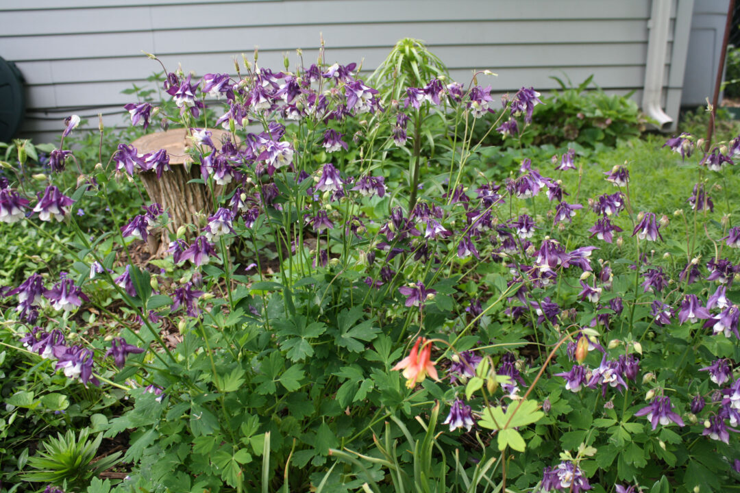 Columbine - Image 2