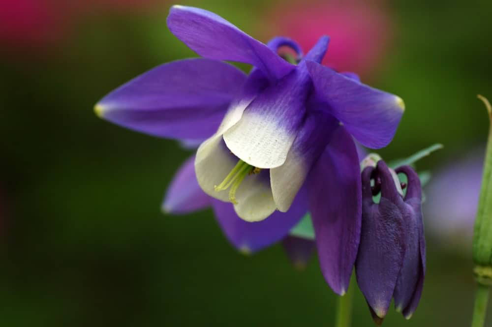 Columbine - Image 3
