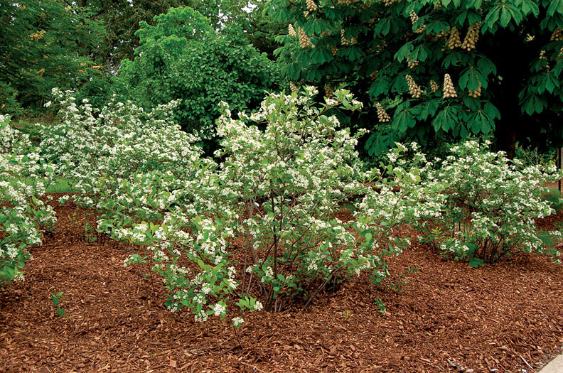 Common Chokecherry - Image 2