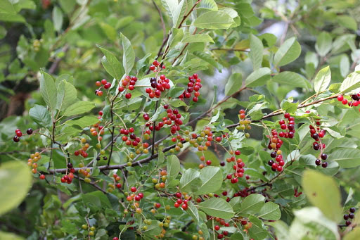 Common Chokecherry - Image 3