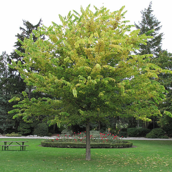 Common Hackberry - Image 2