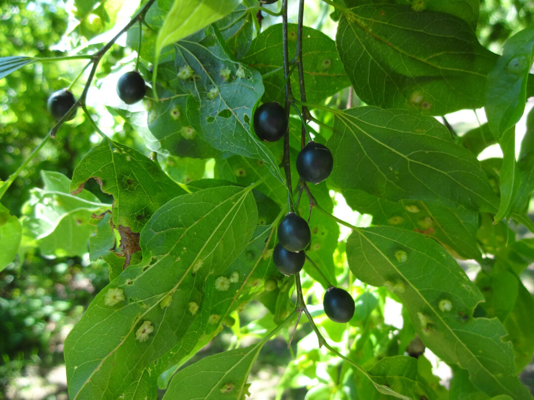 Common Hackberry - Image 3