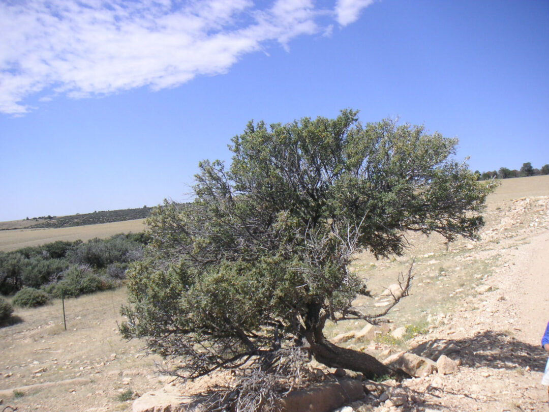 Common Mountain Mahogany - Image 2