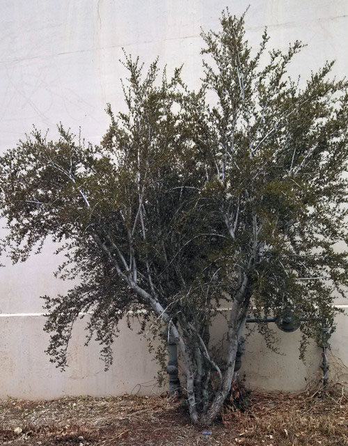Common Mountain Mahogany - Image 3