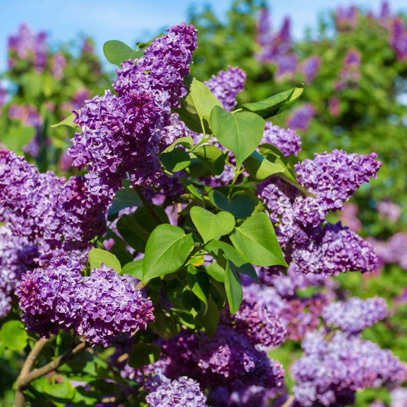 Common Purple Lilac - Image 2