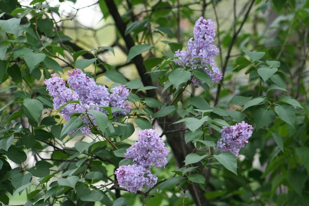 Common Purple Lilac - Image 3