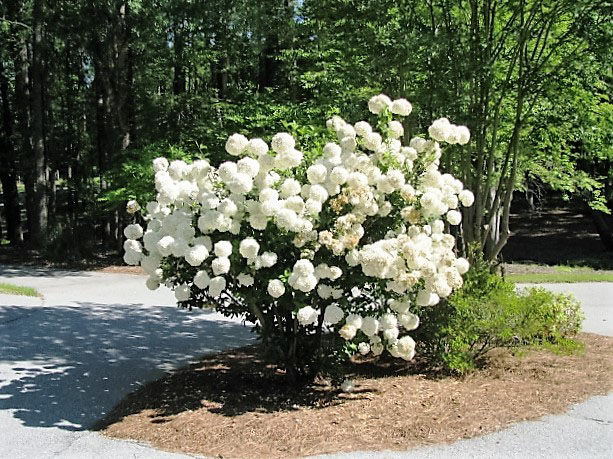 Common Snowball Viburnum - Image 2