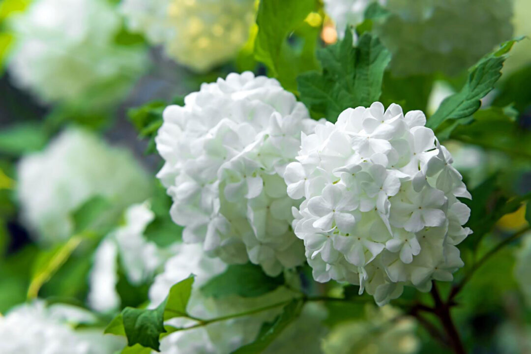 Common Snowball Viburnum - Image 3