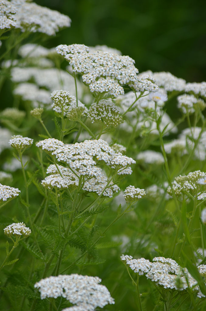 Common White Yarrow - Image 2