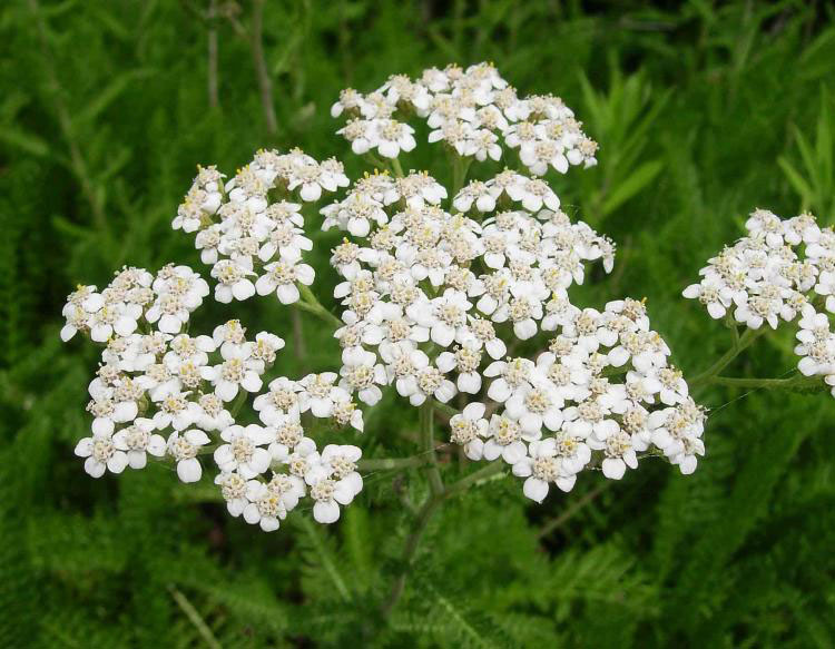 Common White Yarrow - Image 3