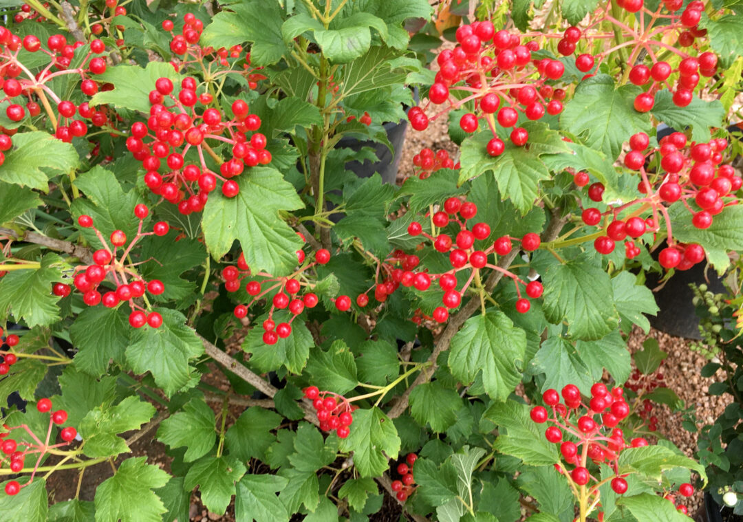 Compact European Cranberrybush - Image 2