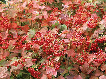 Compact European Cranberrybush - Image 3