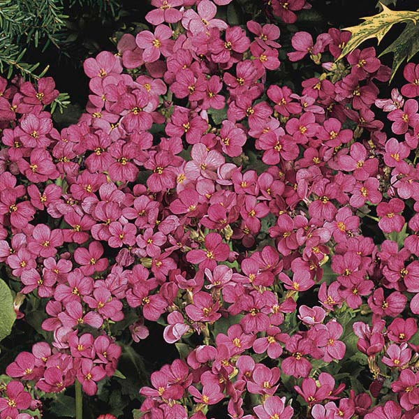 Compinkie Rockcress - Image 2