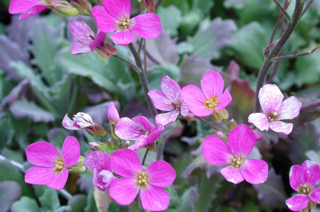 Compinkie Rockcress - Image 3