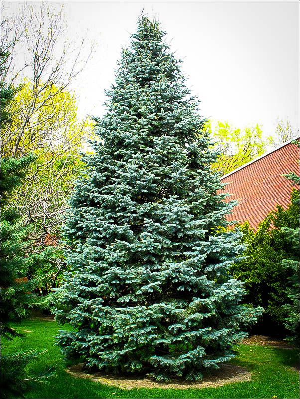 Concolor Fir - Image 2