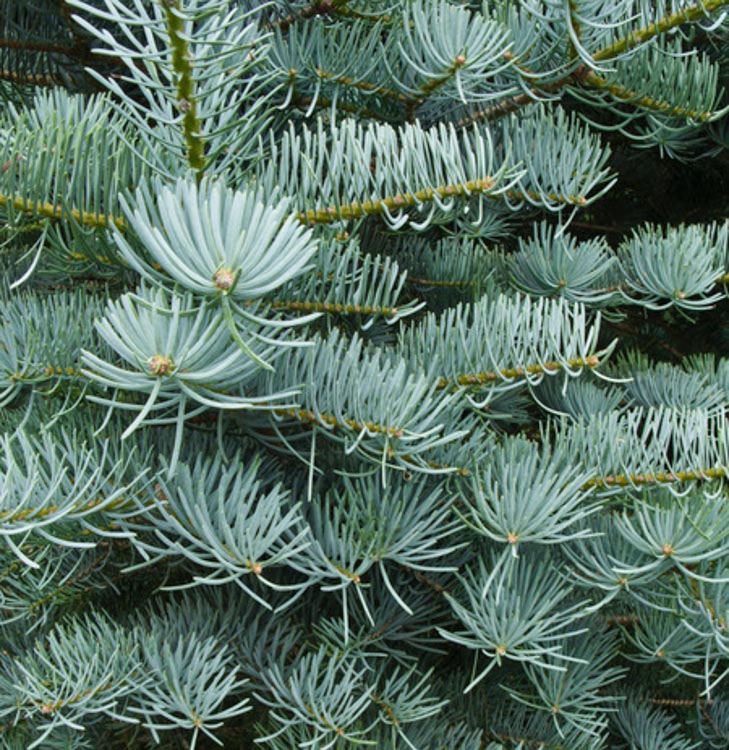 Concolor Fir - Image 3