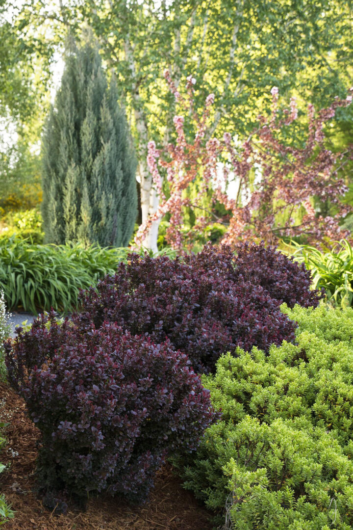Concorde Barberry - Image 2