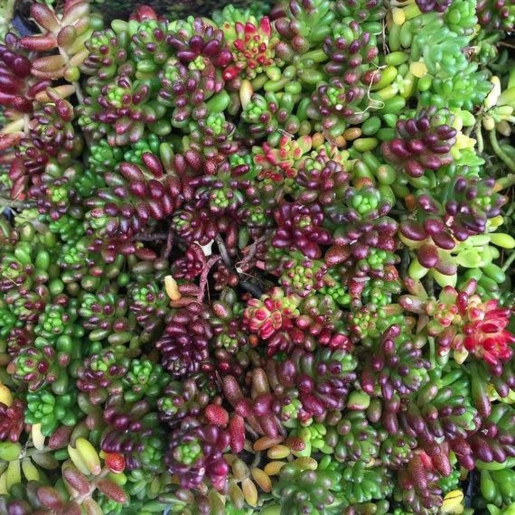 Coral Carpet Sedum - Image 2