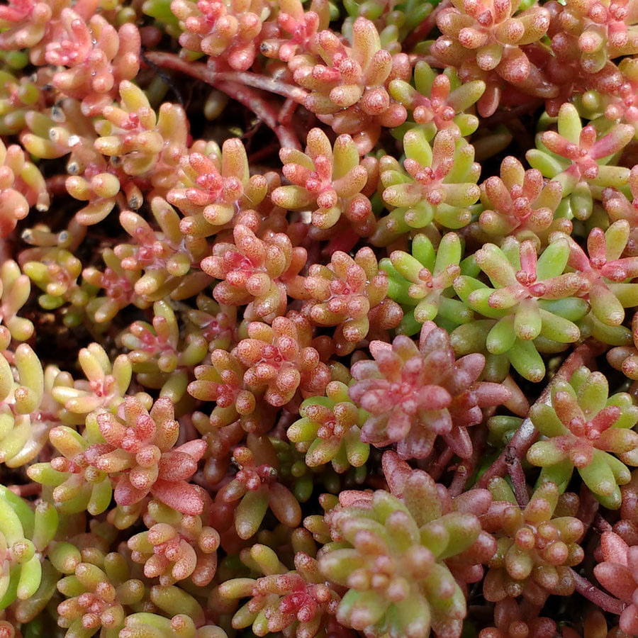 Coral Carpet Sedum - Image 3