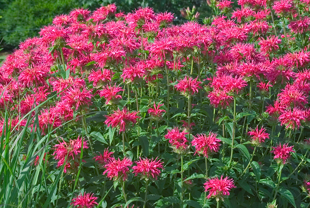 Coral Reef Bee Balm - Image 2