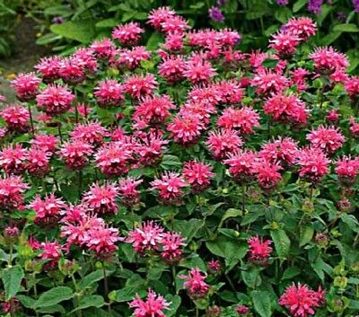 Coral Reef Bee Balm - Image 3
