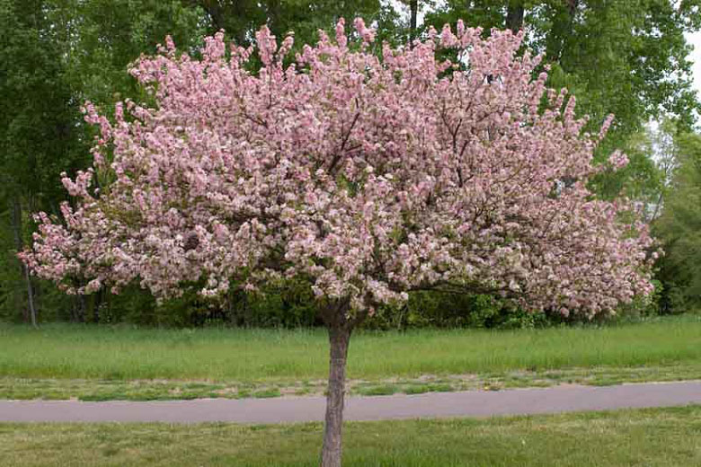 Coralburst Crabapple - Image 2