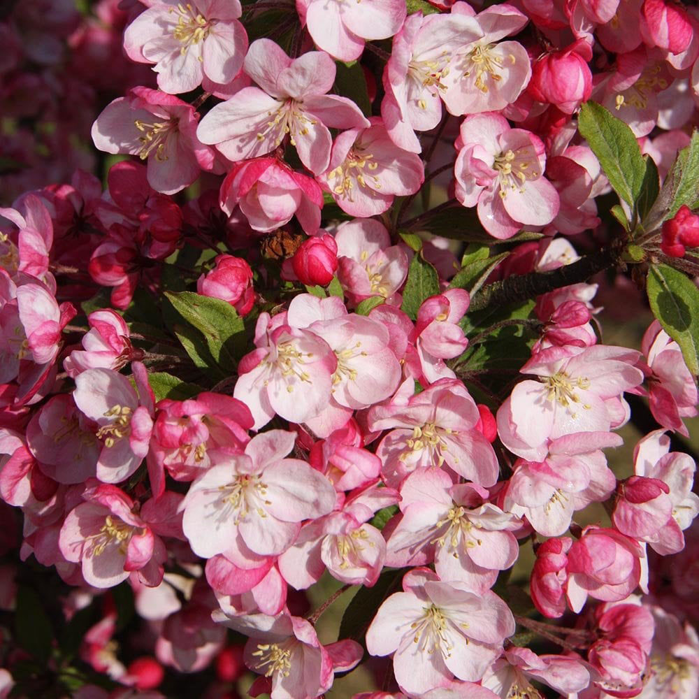 Coralburst Crabapple - Image 3