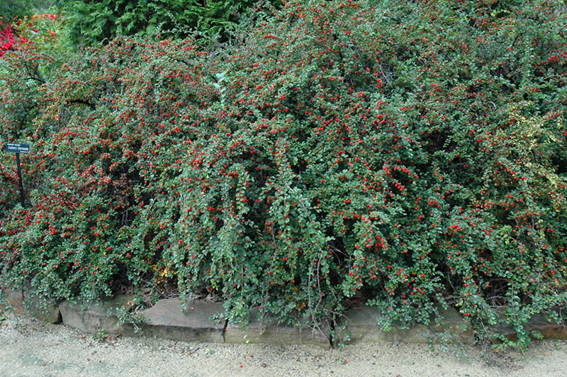 Cranberry Cotoneaster - Image 2