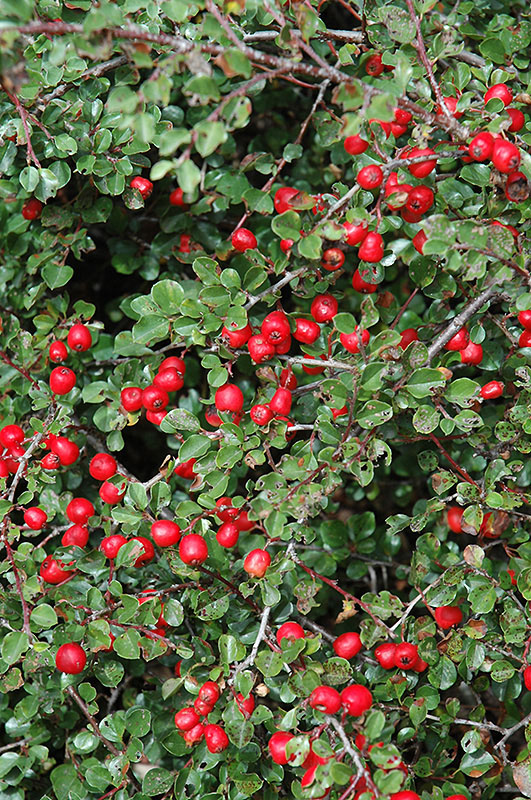 Cranberry Cotoneaster - Image 3