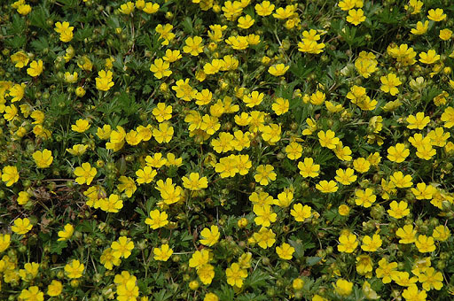 Creeping Cinquefoil - Image 2