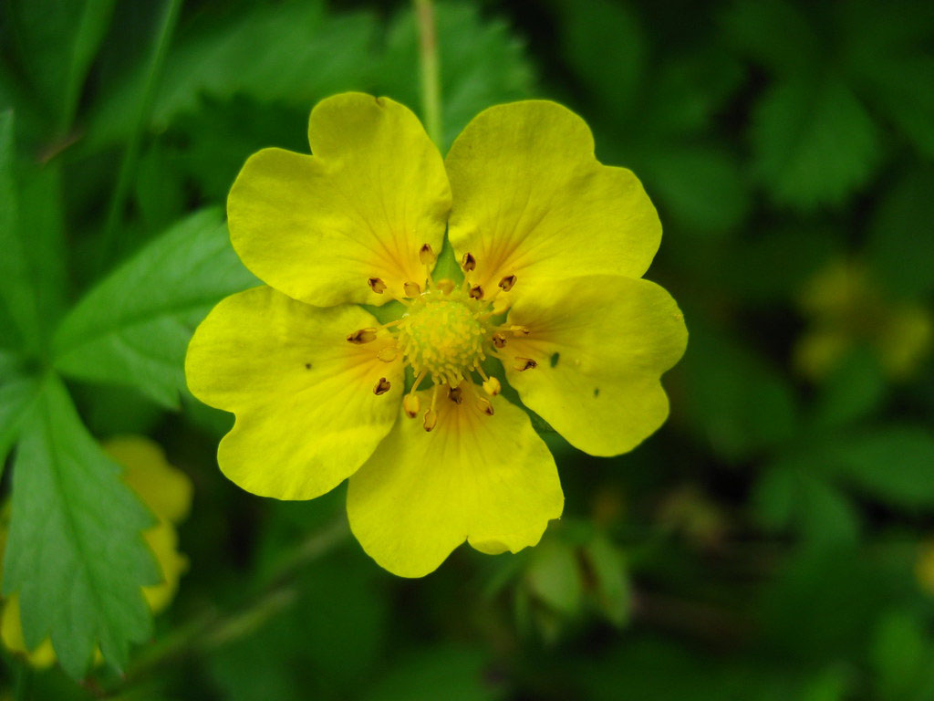 Creeping Cinquefoil - Image 3